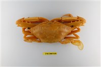 藏品(看守長眼蟹)的圖片